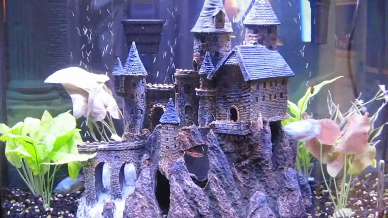 Aquarium With Castle Youtube