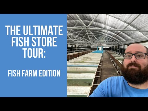 The ULTIMATE AQUARIUM FISH TOUR_Fish Farm Edition Our first video!
Come check out our growout greenhouse and see the angelfish, severums, and more!
**