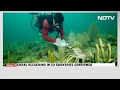 Coral Reef Bleaching | What Is Coral Bleaching And How It Impacts The World: Explained  - 01:28 min - News - Video