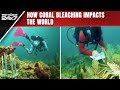 Coral Reef Bleaching | What Is Coral Bleaching And How It Impacts The World: Explained