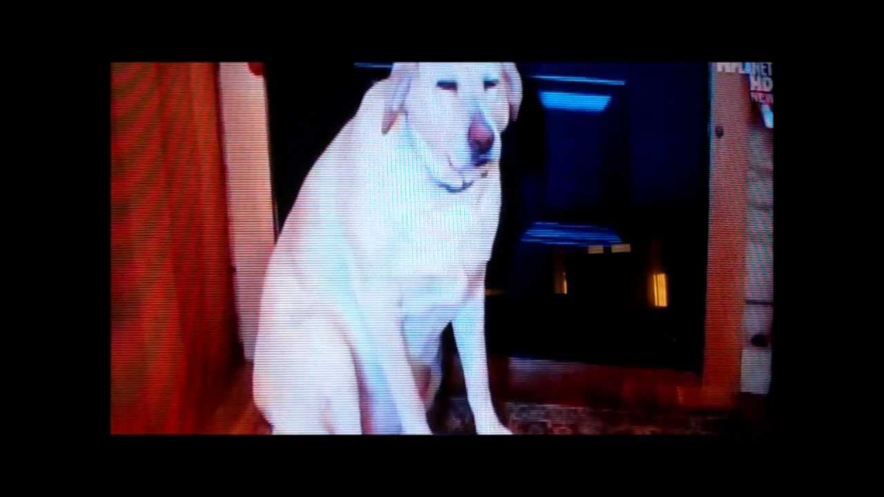 Denver On Animal Planet Bad Dog Tv Show Youtube