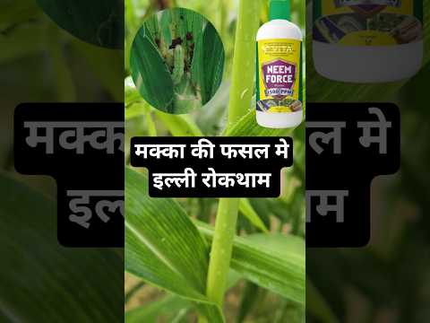 मक्का की इल्ली करें तुरंत खत्म || Makka me illi ki dawai | Makka me kitnashak dawa | khetiribanta|