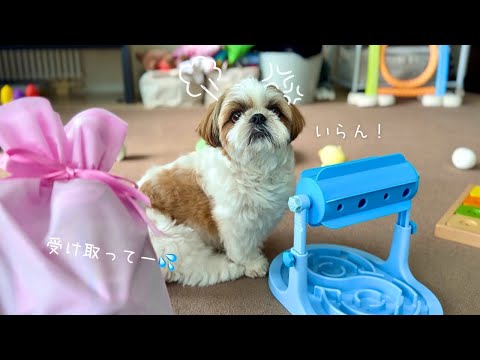 【シーズー】「ごめんよ。。。」ミッション失敗で息子にフラれるバレンタインデー💔【犬Vlog】