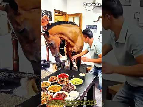 실내 개방형 거주 공간 대형 마필 전용 사료 급여 공정 #worker #process #horsefeeding #animalcare #livestock