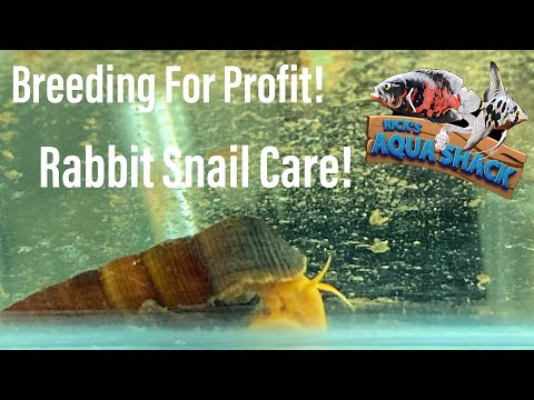 Breeding For Profit_ Rabbit Snail Care & Breeding! This week I will be going through how I breed and care for my rabbit snails! They are some of the be