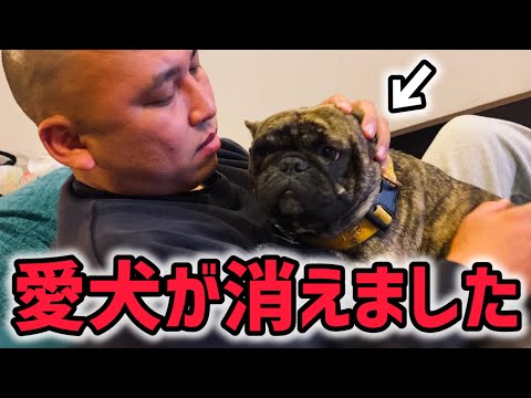 【緊急】脱走した愛犬を探してます