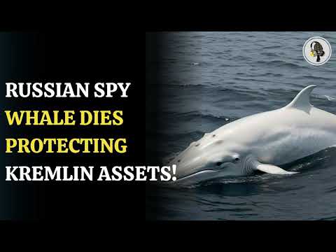 Spy Whale Hvaldimir : Russia's Guard Whale Found Dead In The Arctic | WION Podcast