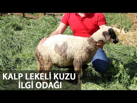 Karnının İki Tarafında da Kalp Şekli Bulunan Kuzu Şaşırtıyor