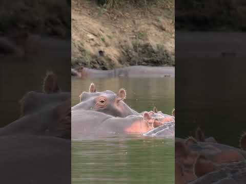 Hippo Fact: One bite can cut a human body in half. #shorts