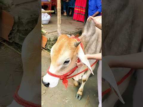 মাত্র ৯০ হাজার টাকায় সুন্দর একটা গরু। #cow #gorurhaat #cowcow #funnyvideo
