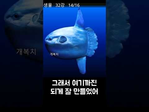 개복치 탄생 비화