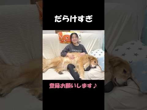 何をされても絶対に動かない、だらけすぎな愛犬#goldenretriever #dog #箱入りクッキーはゴールデンレトリバー