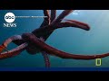 New National Geographic docuseries explores the ‘Secrets of the Octopus’