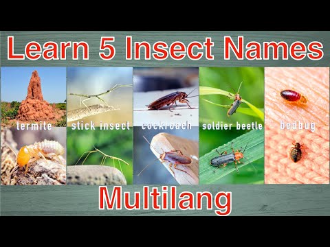 Learn 5 Insect Names: Termite, Stick Insect, Cockroach, Soldier beetle, Bedbug!