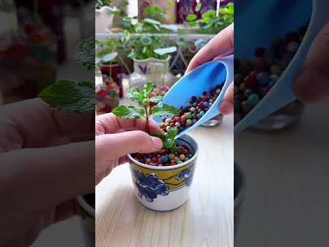 The dark green vase looks great with the pennywort! The leaves are like mini lotus leaves.