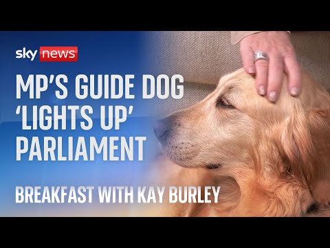 Lib Dem MP's guide dog becomes a celebrity in Westminster