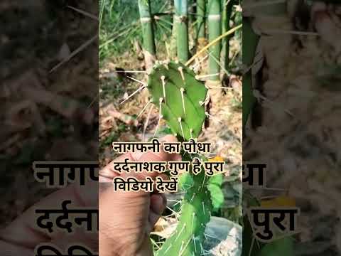 आज हम आयुर्वेद से दूरी जो बनाएं है कल नजदीक जाना हीं पड़ेगा