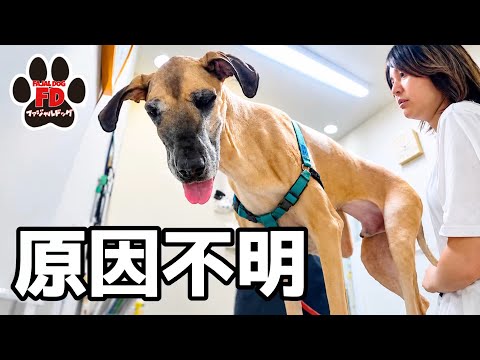 【超大型犬】咳と嘔吐が止まらない。再び病院へ