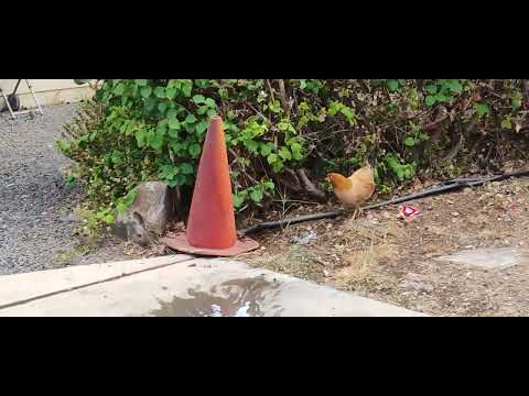 There is a chicken walking around my yard and driveway 