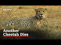Another Cheetah dies at Kuno National Park