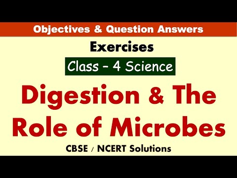 Digestion & The Role of Microbes | Class : 4 Science | Exercises & Question Answers | CBSE-Solutions