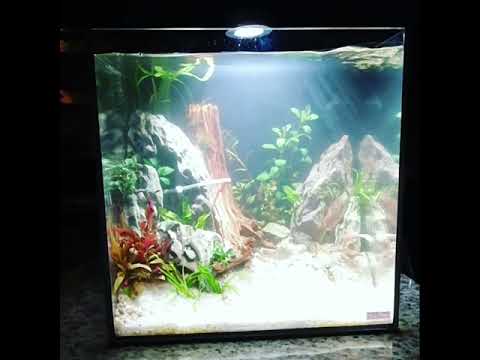 Tideline AIO cube, my first aquascape in over a ye 