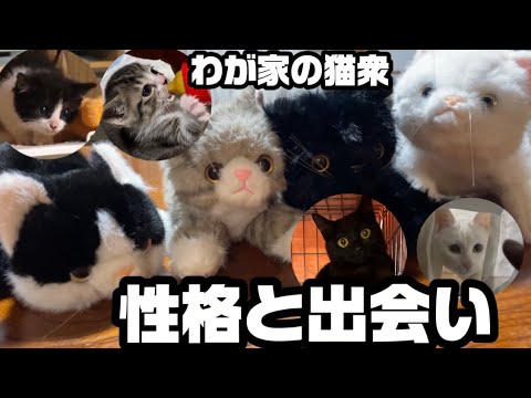 新顔猫さんたち登場!&ノラ猫の顔のちがいも分かる&出会いのエピソード