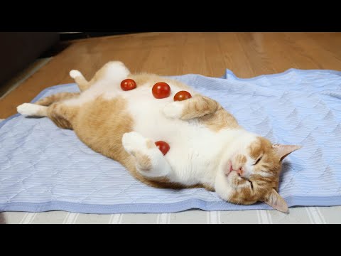 ミニトマトと猫の癒し動画でリラックスしませんか サムネイル