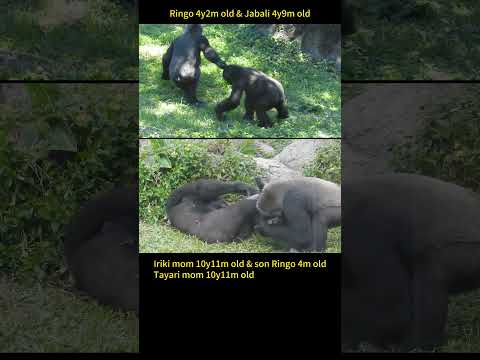 台北動物園のゴリラ家族紹介：親から子への育て方伝承 サムネイル