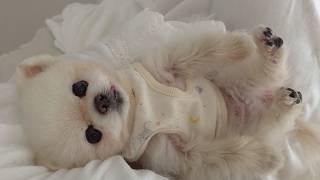 動画サムネイル
