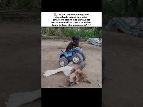 Cachorro é atropelado pelo seu filhote, que estava dirigindo um carrinho de brinquedo