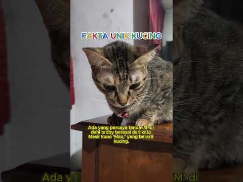 Fakta Unik Kucing - asal tanda M di jidat kucing tabby