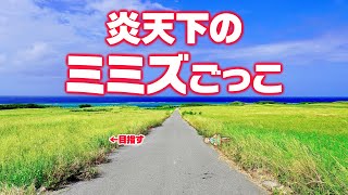 ミミズになって道路を渡ろう！