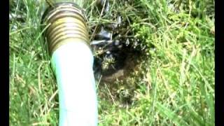 Yellowjacket Nest Vs Garden Hose You