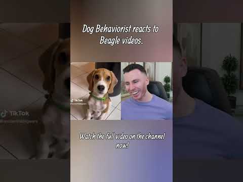 Dog trainer reacts to Beagle videos part 1 #beagle #dogs #dogtraining