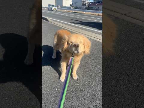 散歩拒否犬 #ゴールデンリトリバー