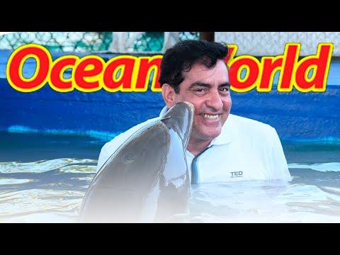 Así es convivir con delfines | Ocean World ?| El Tio Phillip con Diluz Tours