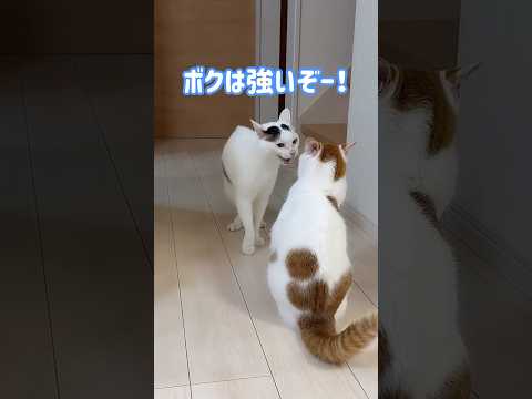 チロとトロが喧嘩してたらまさかの結末！ #shorts