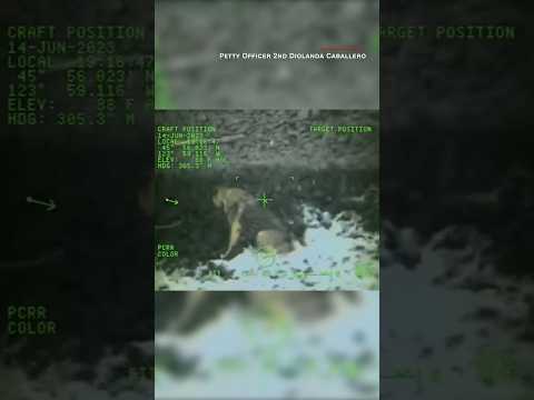 Dog falls from 300-foot cliff. See how Coast Guard responds