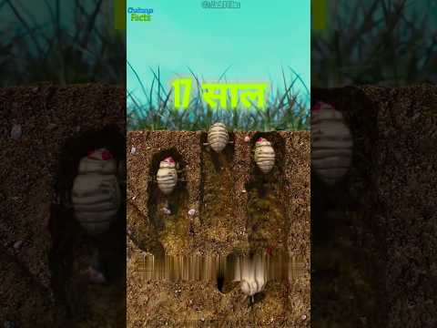 How Cicada Broods Work 🤔 Explain In 3D Animation #andrast #shorts #zackdfilm