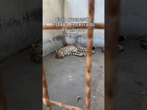 Lo Tenian Encerrado❤️ #animal #animales #naturaleza