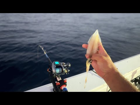 104mの深海に『釣れたてのイカ』を投入すると？
