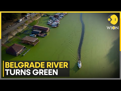 Algae engulfs Serbia's Sava river | World News | WION