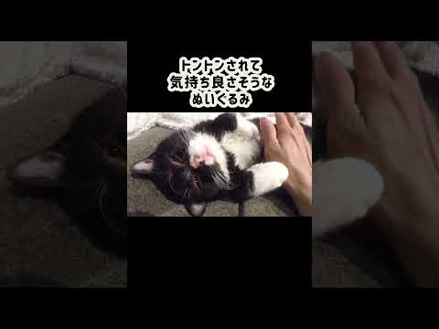 ↑↑↑本編↑ ↑↑#子ネコ #猫好きさんと繋がりたい #猫のいる暮らし #cat