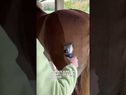 Alors qui a trouvé se que c’était ?🙈#cheval #tonte #dressage #cavalier #horse #halfinger #dressage