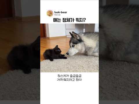 난생 <strong>처음</strong> 허스키를 마주한 아깽이의 반응