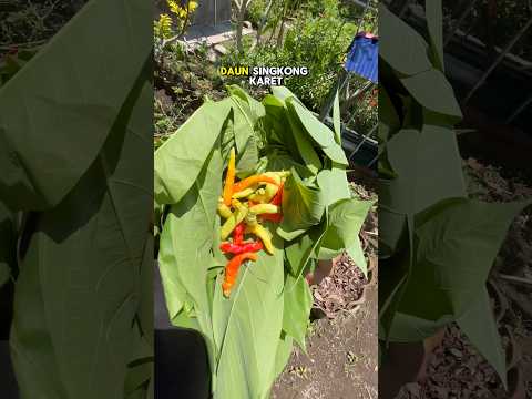 Bikin kandang ayam lagi #berkebun #kebun #garden #homegarden