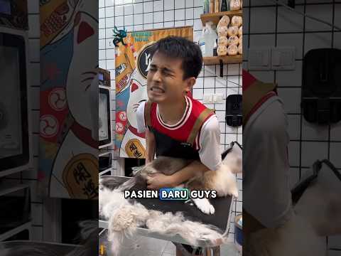 akhir nya si gembul ada yang mau merawat. #shorts #kedaiadikkecil #youtubeshorts #kucingmarah