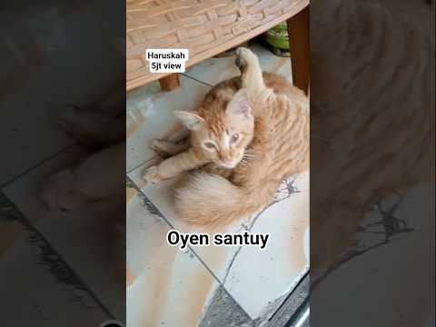 oyen santuy #cat #kucing #cute #funny
