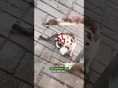 Kucing Jalanan Dengan Tumor Mulut, Berusaha Bertahan Hidup🥹